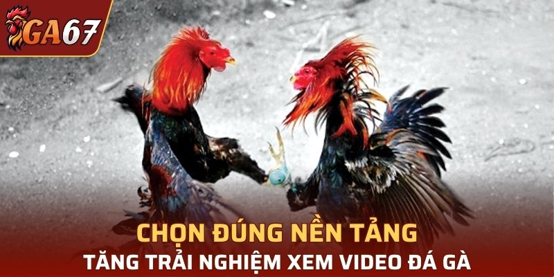 Chọn đúng nền tảng để tăng trải nghiệm xem chọi kê