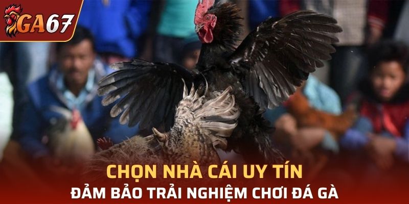 Chọn nhà cái có uy tín đảm bảo trải nghiệm cá cược đá gà của bạn