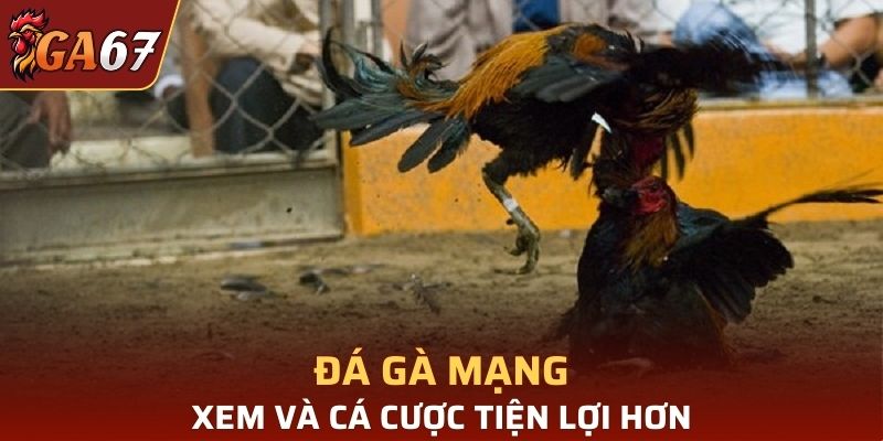 Đá gà qua mạng cho phép bạn cá cược và xem online tiện lợi