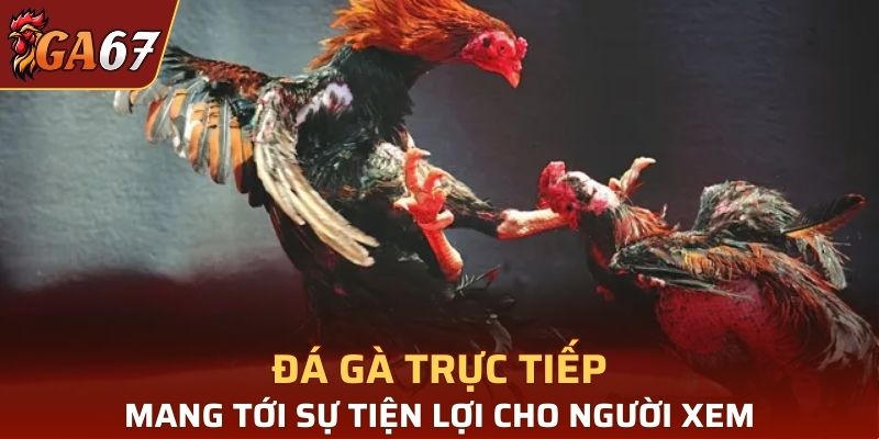 Đá gà trực tiếp mang tới sự tiện lợi cho người xem