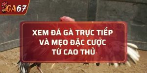 Đá gà trực tiếp