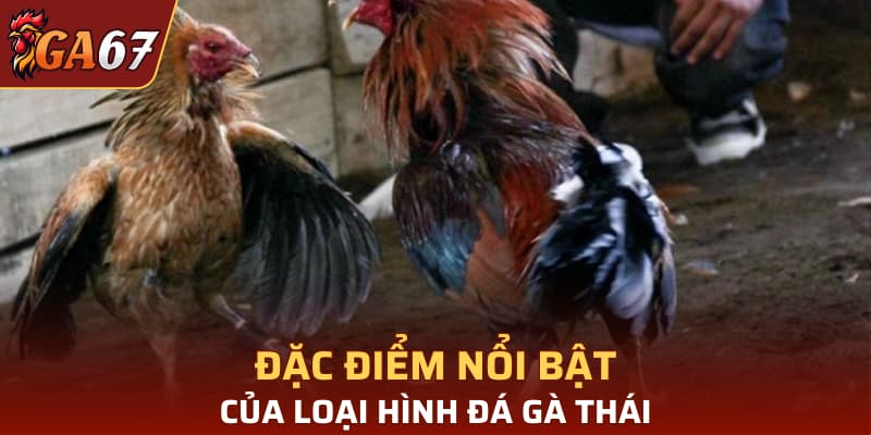 Đặc điểm nổi bật của loại hình đá gà thái
