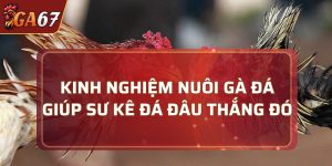 kinh nghiệm nuôi gà đá