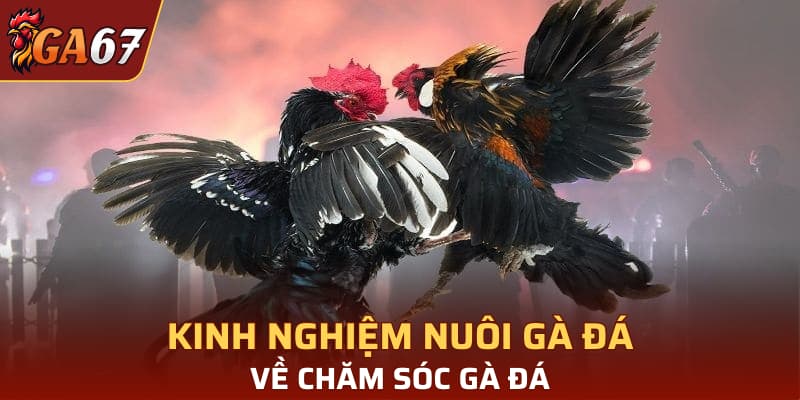 Kinh nghiệm nuôi gà đá về chăm sóc gà đá