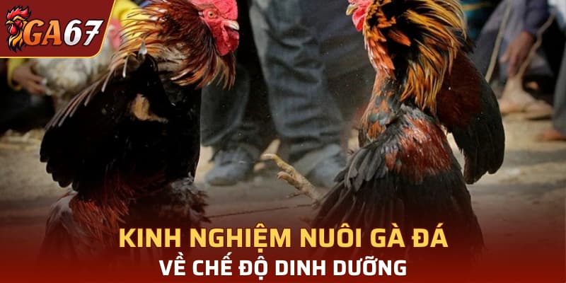 Kinh nghiệm nuôi gà đá về chế độ dinh dưỡng