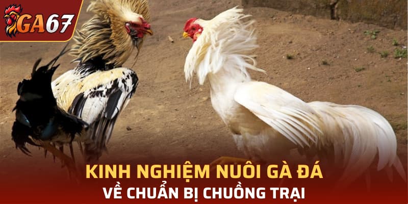Kinh nghiệm nuôi gà đá về chuẩn bị chuồng trại