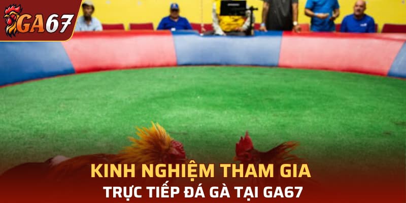 Kinh nghiệm tham gia trực tiếp đá gà tại GA67