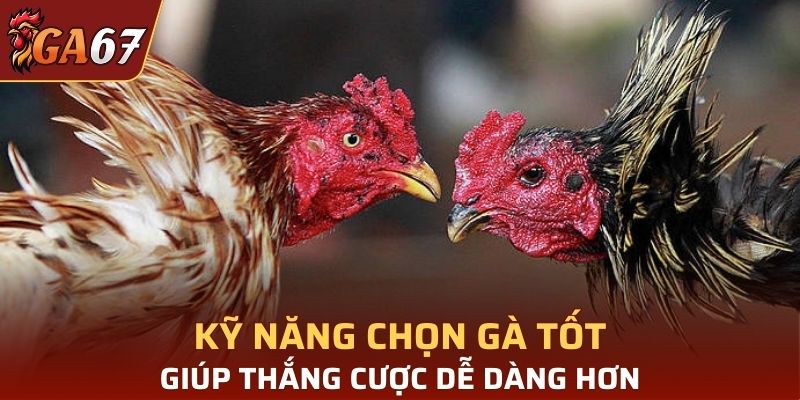 Kỹ năng chọn gà tốt sẽ giúp bạn thắng cược dễ dàng