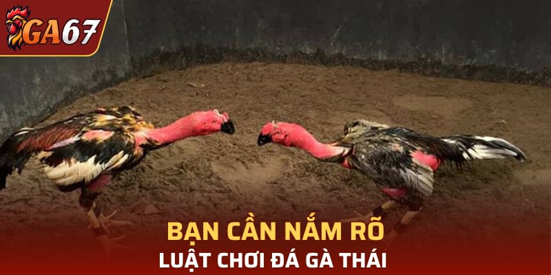 Luật chơi đá gà Thái bạn cần nắm rõ