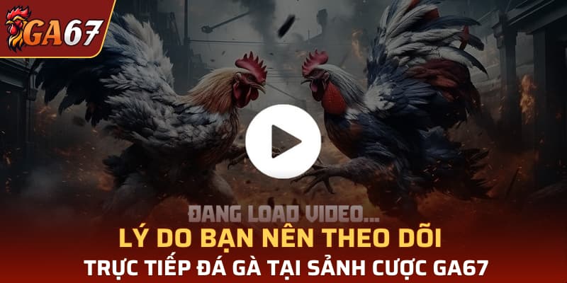 Lý do bạn nên theo dõi trực tiếp đá gà tại sảnh cược GA67