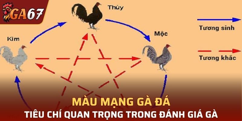 Màu mạng của gà đá là tiêu chí quan trọng trong chọn gà
