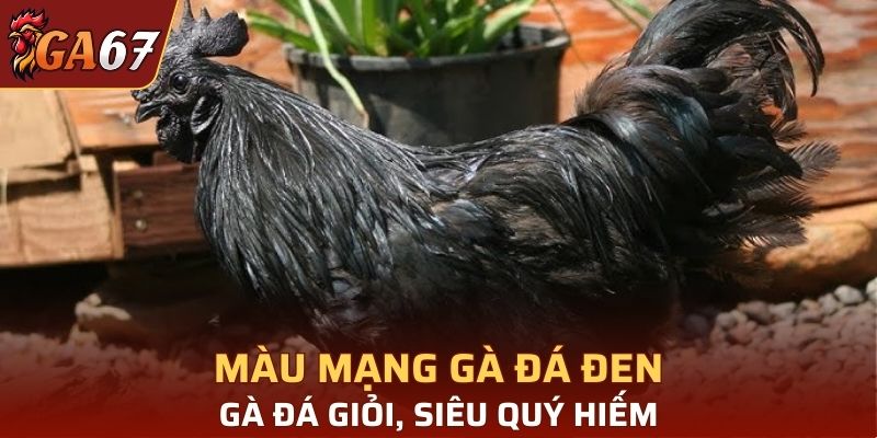 Màu mạng đen sẽ rất quý và chiến kê có khả năng đá tốt