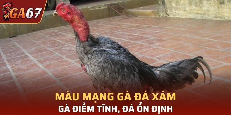 Màu mạng xám thường là những con gà đá bền bỉ, ổn định