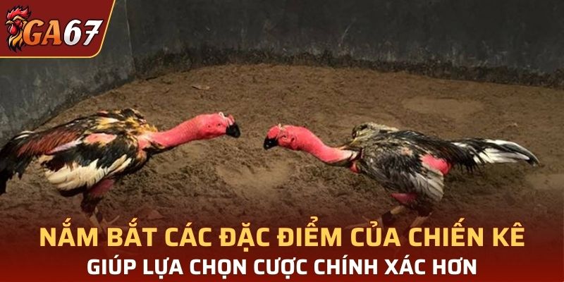 Nắm bắt các đặc điểm vượt trội của chiến kê để lựa chọn cược chính xác