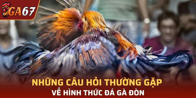 Những câu hỏi thường gặp về hình thức đá gà đòn