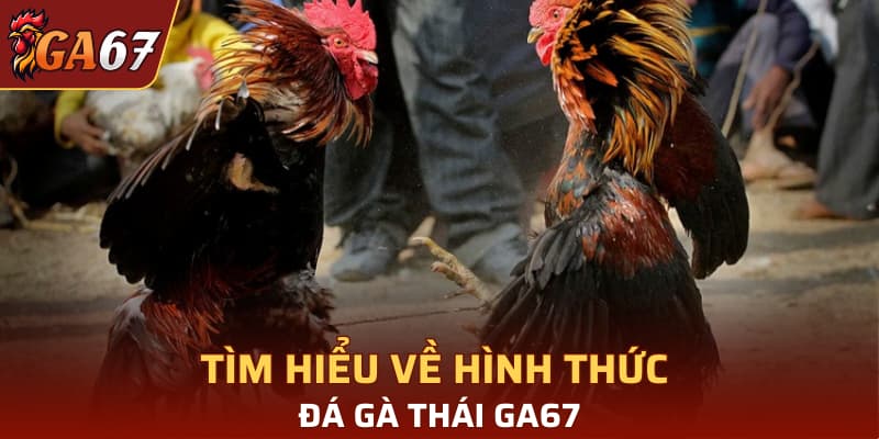Tìm hiểu về hình thức đá gà Thái GA67