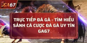 Trực tiếp đá gà