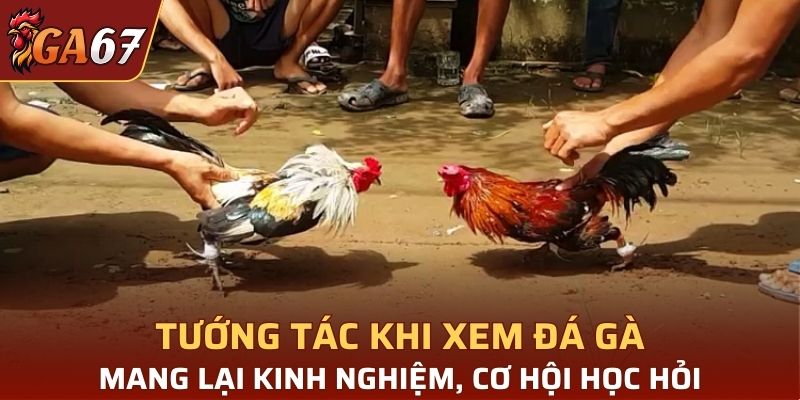 Tương tác khi xem video mang lại nhiều điều hữu ích