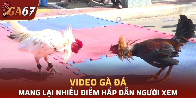 Video đá gà mang lại nhiều điểm hấp dẫn, thu hút người xem