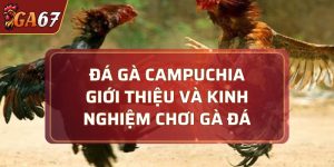 đá gà Campuchia