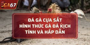 Đá gà cựa sắt