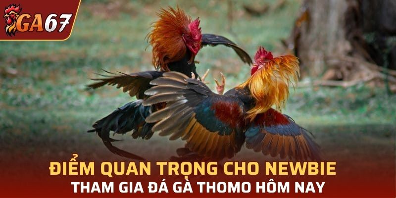 Điểm quan trọng cho newbie khi tham gia đá gà Thomo hôm nay