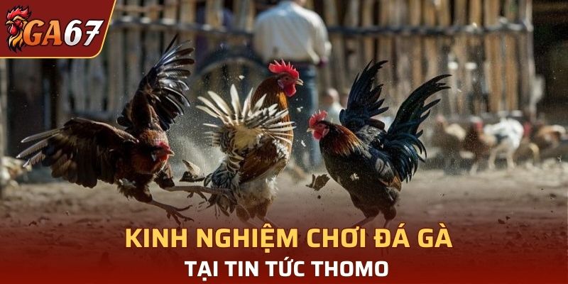 Kinh nghiệm chơi đá gà tại tin tức Thomo