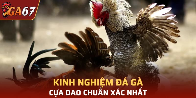 Kinh nghiệm đá gà cựa dao chuẩn xác nhất