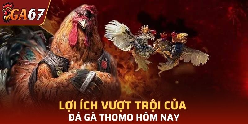 Lợi ích vượt trội của đá gà Thomo hôm nay
