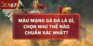 màu mạng gà đá