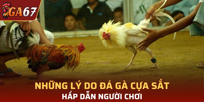 Những lý do đá gà cựa sắt hấp dẫn người chơi