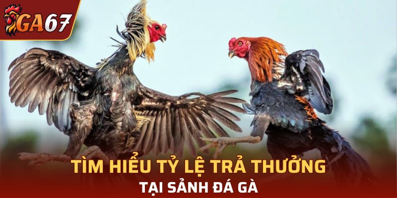 Tìm hiểu tỷ lệ trả thưởng tại sảnh đá gà
