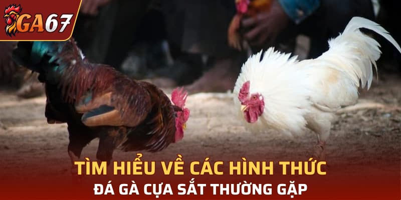 Tìm hiểu về các hình thức đá gà cựa sắt thường gặp