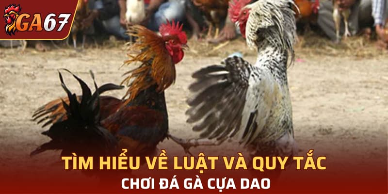 Tìm hiểu về luật và quy tắc chơi đá gà cựa dao