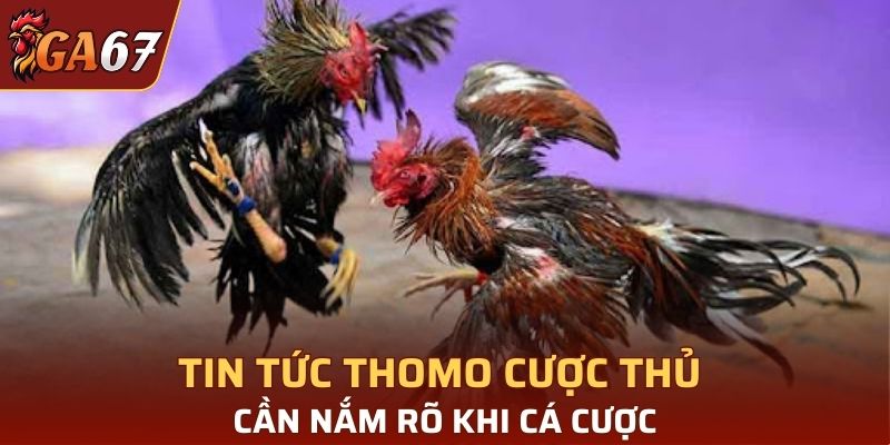 Tin tức thomo cược thủ cần nắm rõ khi cá cược