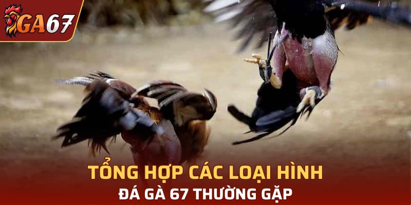 Tổng hợp các loại hình đá gà 67 thường gặp