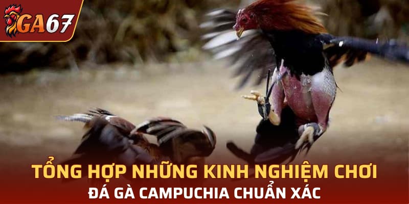Tổng hợp những kinh nghiệm chơi đá gà Campuchia chuẩn xác