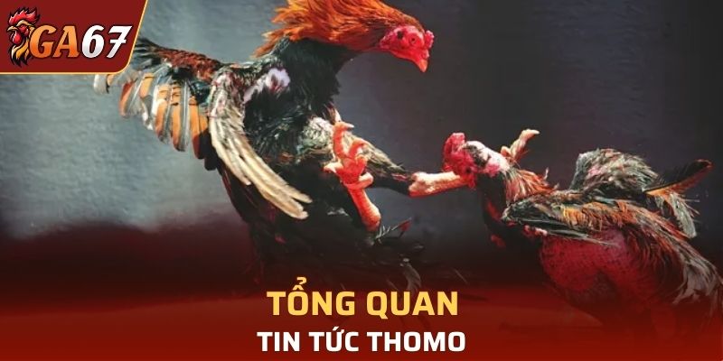 Tổng quan tin tức Thomo