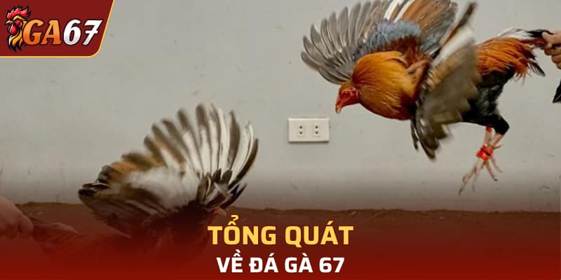 Tổng quát về đá gà 67