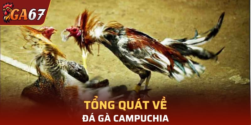 Tổng quát về đá gà Campuchia